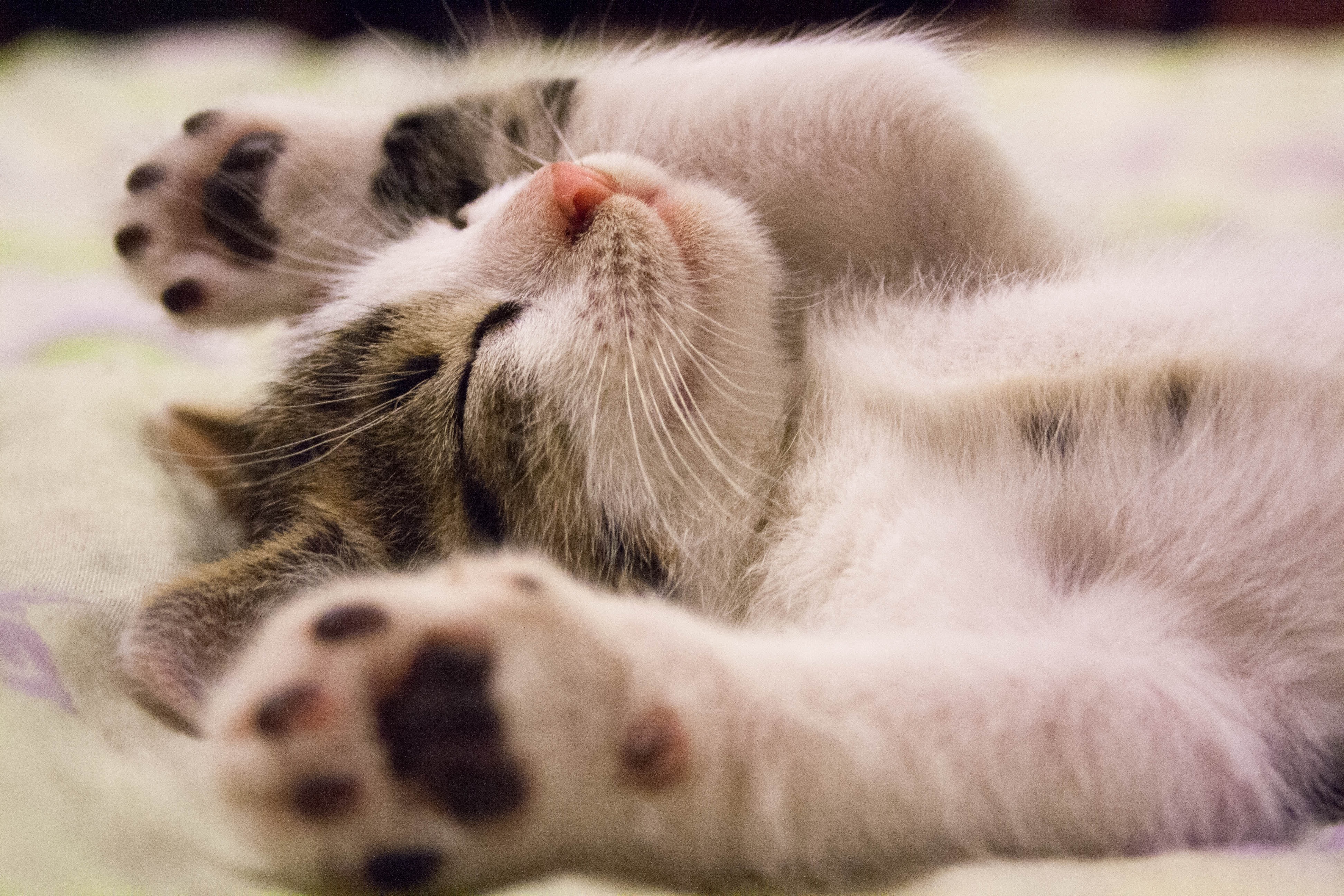 4 Special Ways to Care For Your Feline Companion
