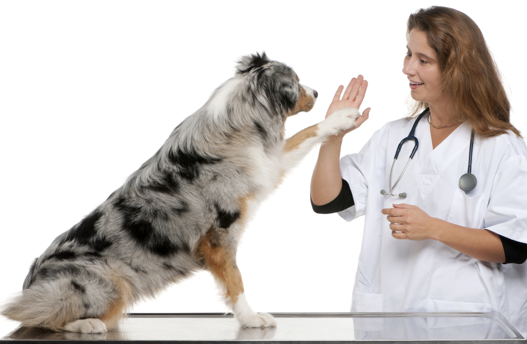 Are You Really Taking a Health Care of Your German Shepherd Dog? Read This