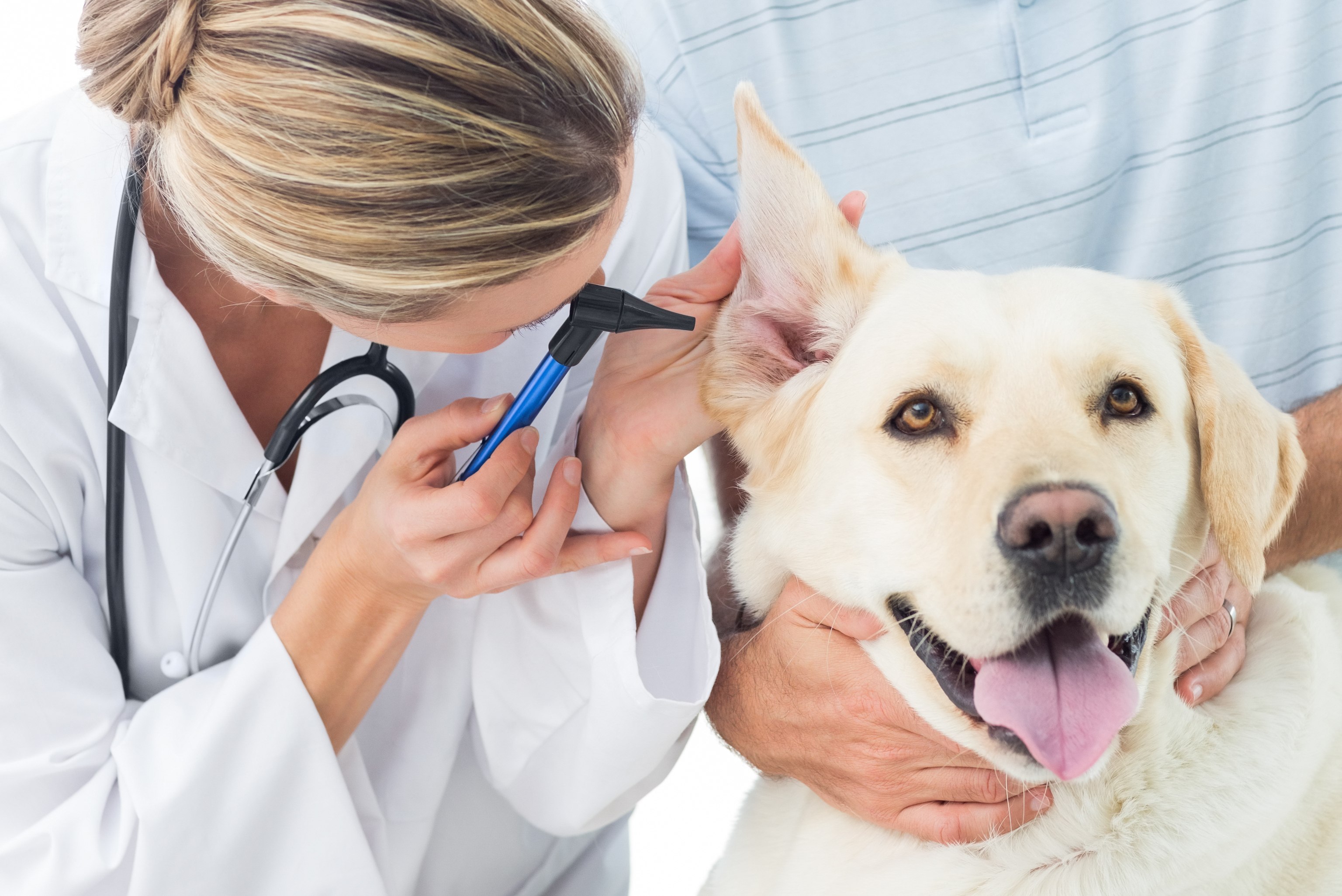 Best Deals On Veterinary Equipment