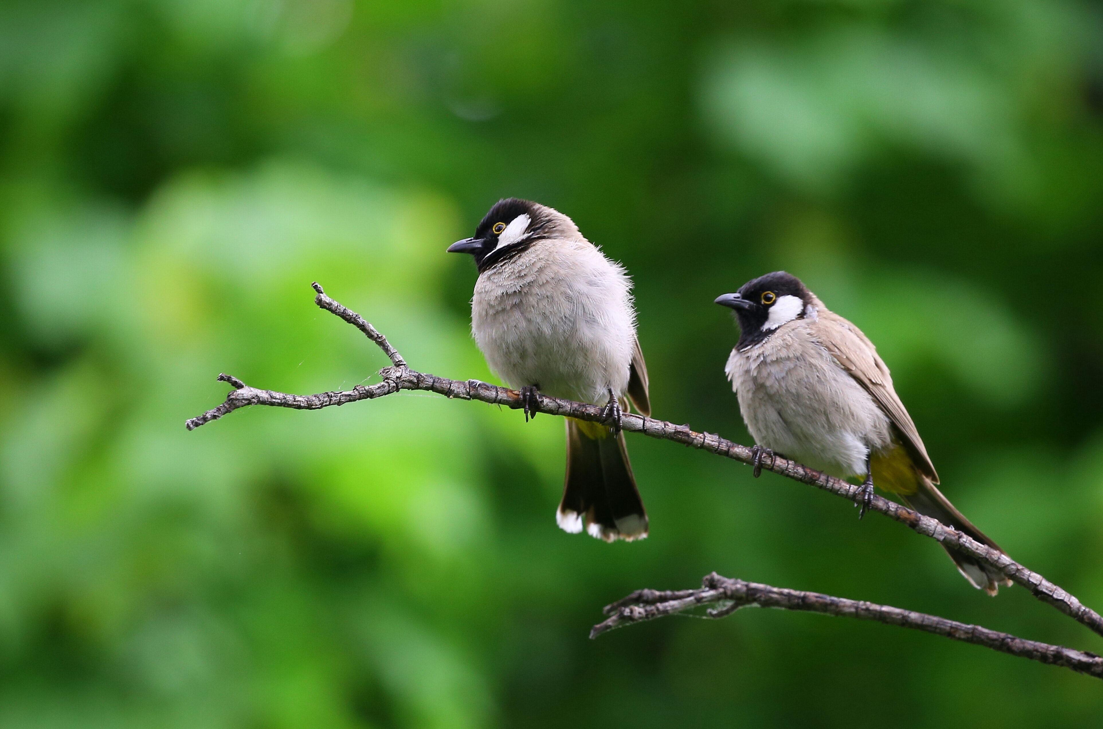 Top 8 Factors to Consider While Buying Bird Food